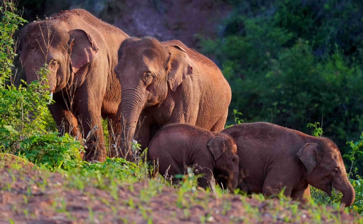 Rui ro tu dan voi lang thang tai Trung Quoc hinh anh