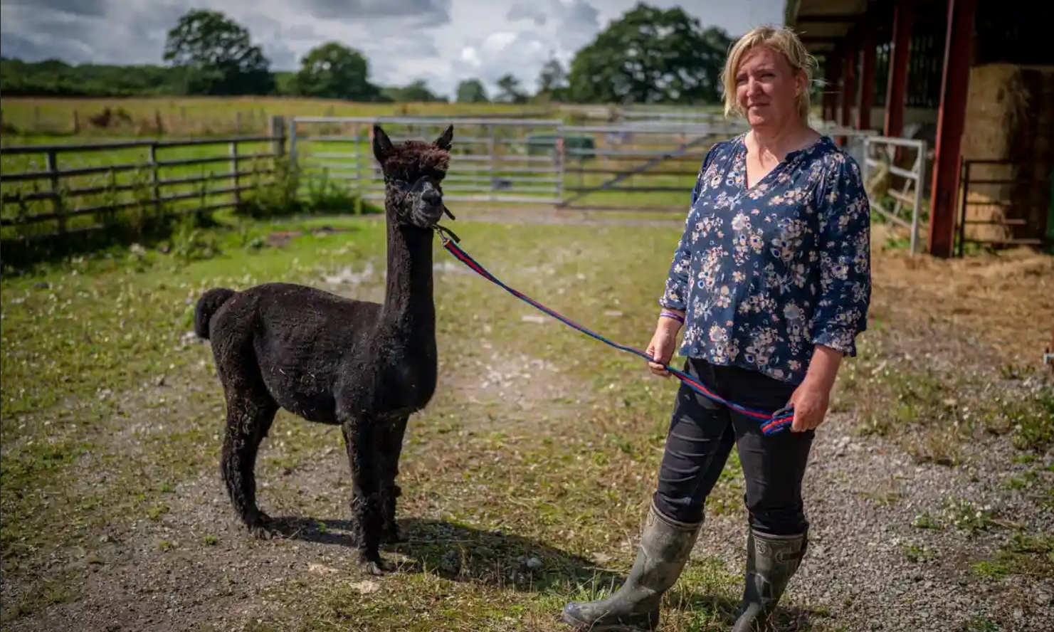 Con lac da bi tuyen an tu vi nhiem khuan lao bo, nguoi Anh keu cuu hinh anh