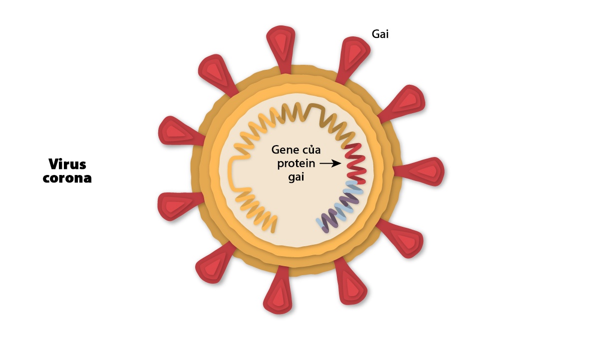vaccine Covaxin anh 1
