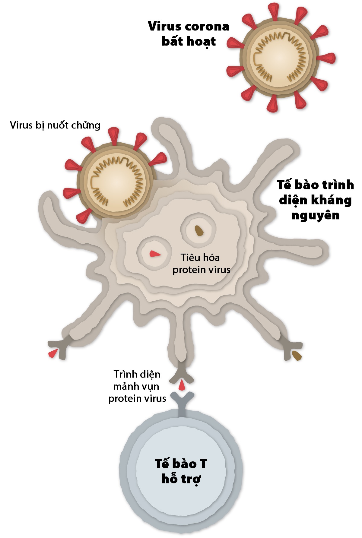 vaccine Covaxin anh 3