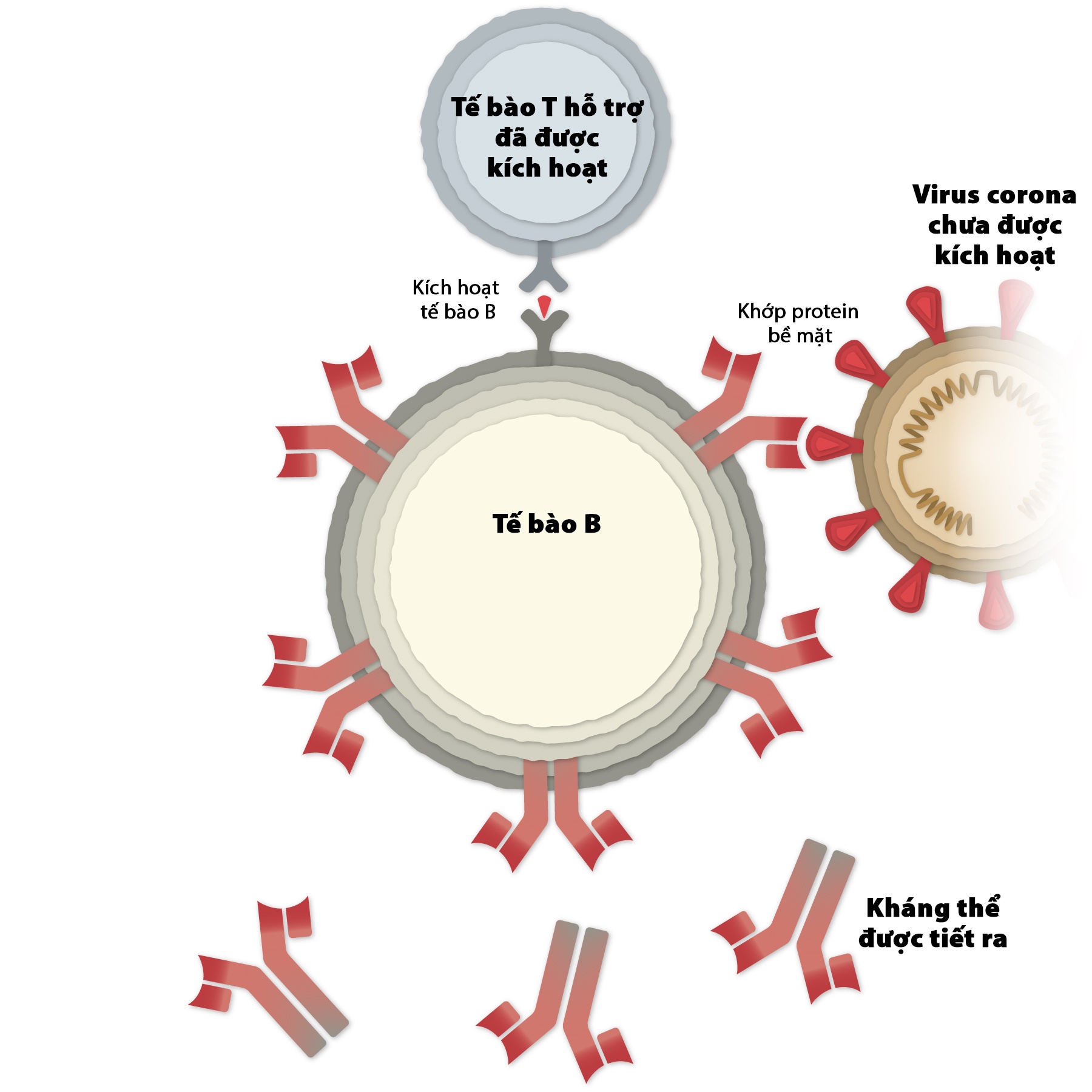 vaccine Covaxin anh 4