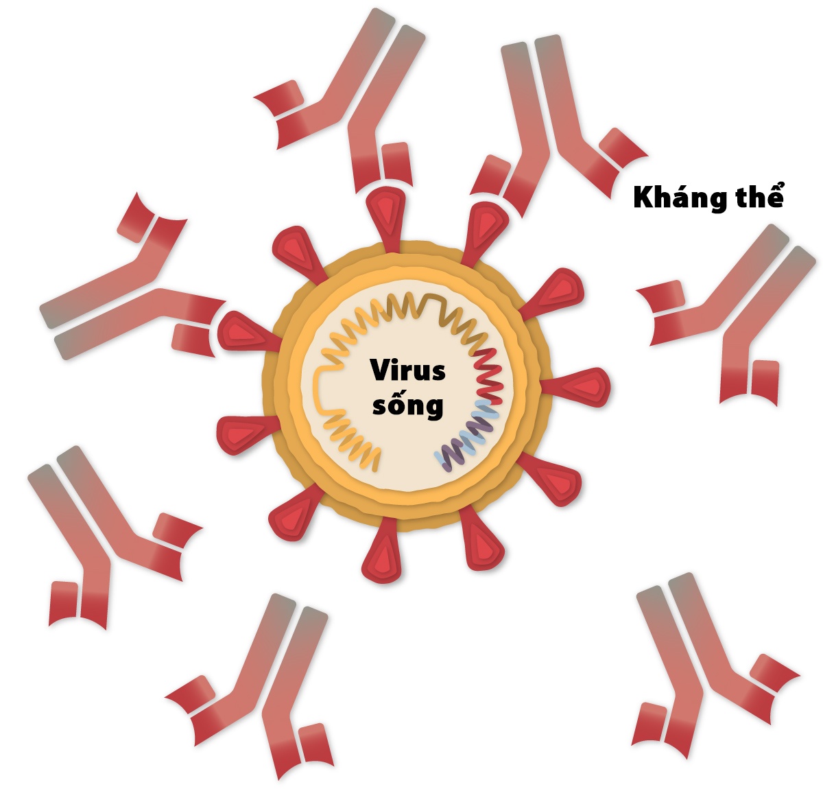 vaccine Covaxin anh 5