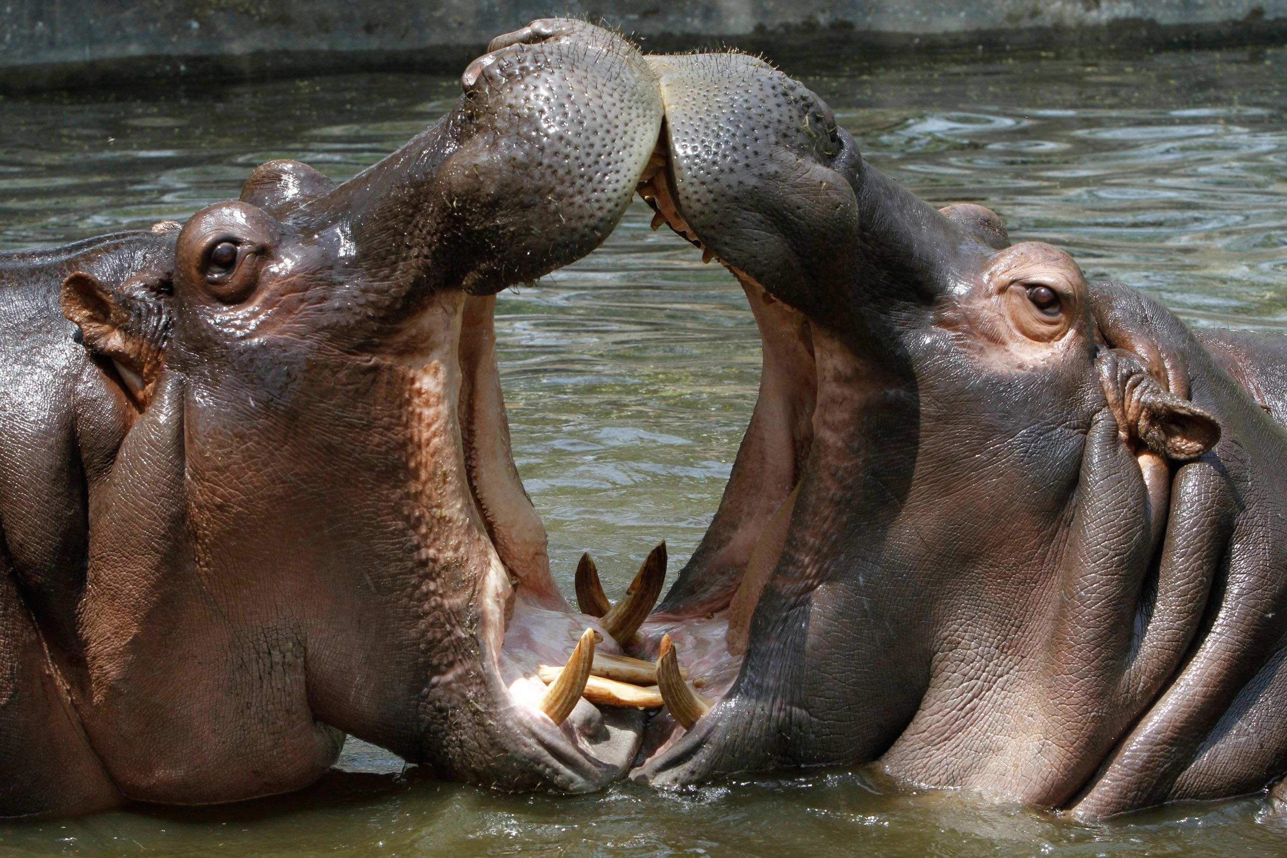 Lan dau tien phat hien ha ma mac Covid-19 hinh anh