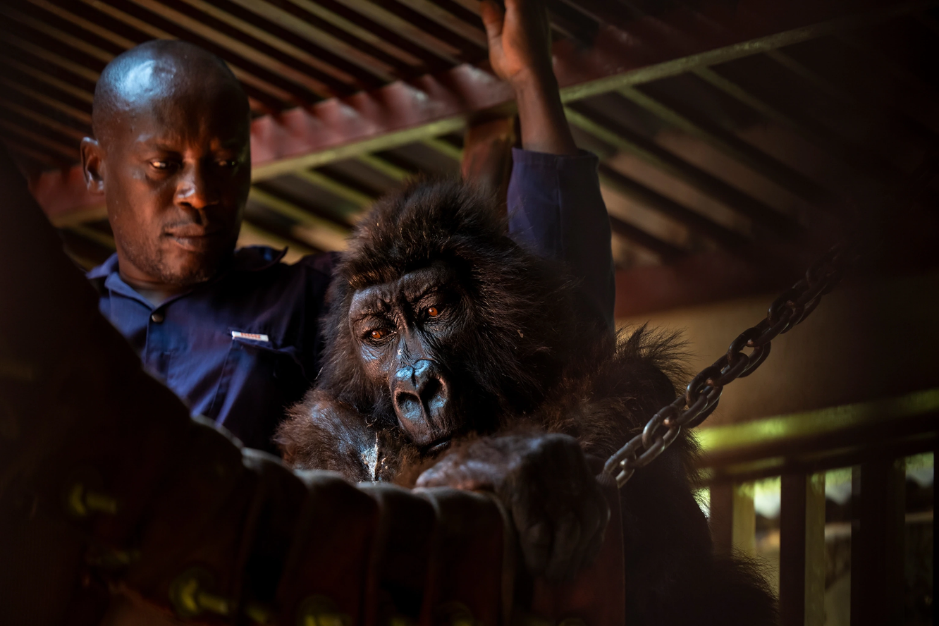 con khi mo coi Ndakasi anh 9