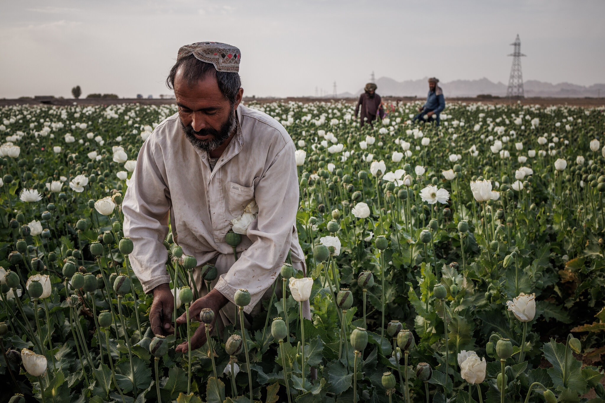 Taliban cam trong cay thuoc phien hinh anh