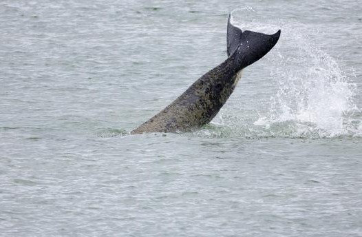 Ca voi sat thu di lac tren song Seine da chet hinh anh