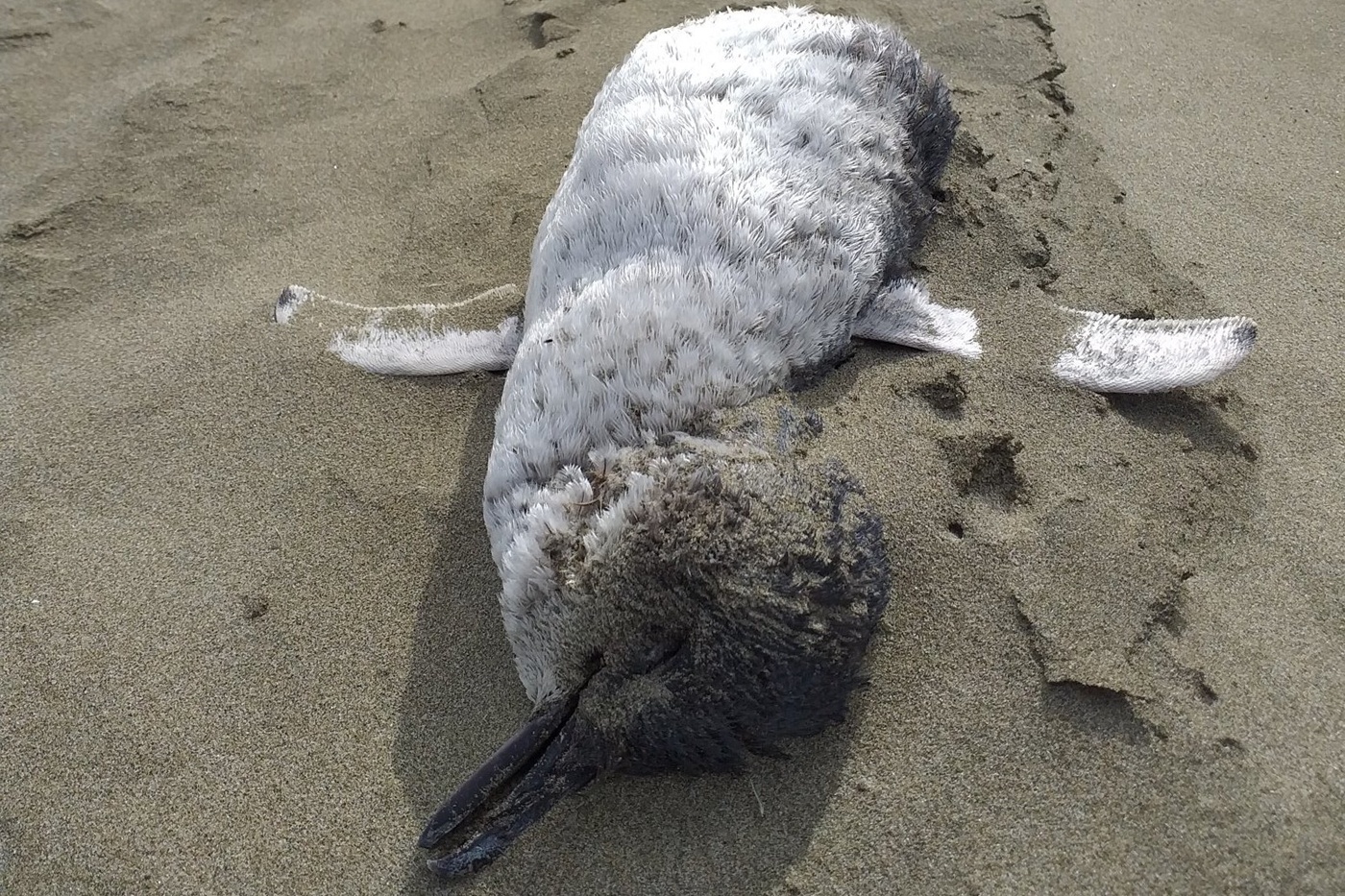 Chim canh cut chet hang loat doc bo bien New Zealand hinh anh