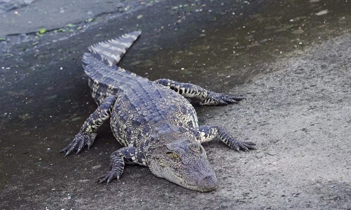 Thuong Hai huy dong hon 100 canh sat bat ca sau nghi xong chuong hinh anh