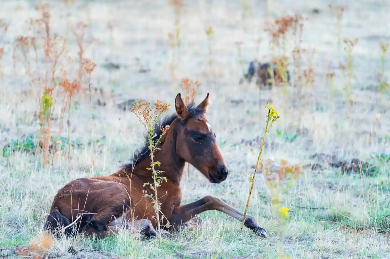 dong vat nguy cap anh 1