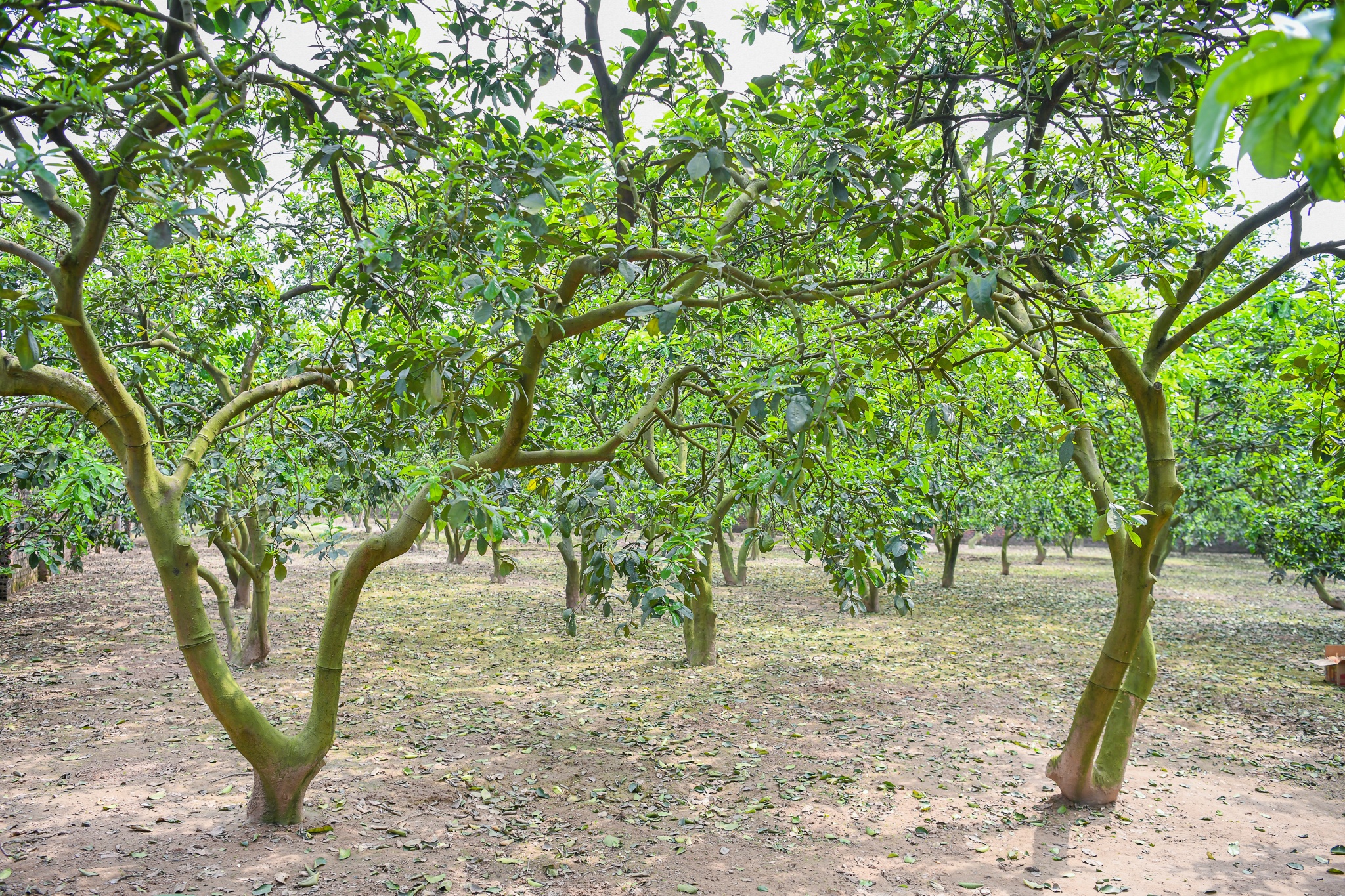 hop tac Viet My anh 9