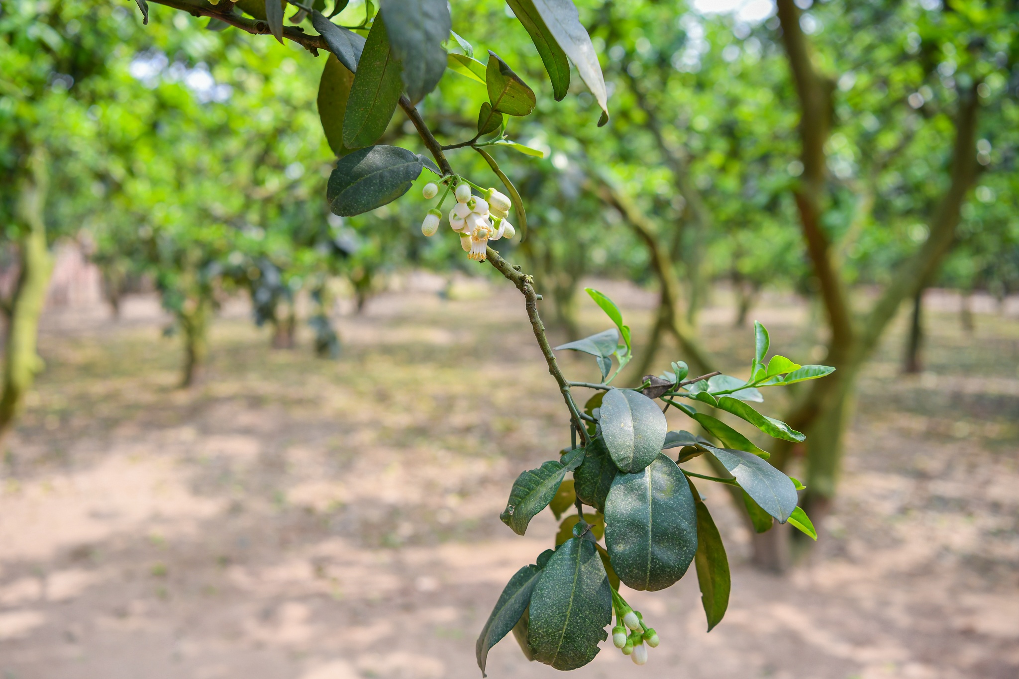 hop tac Viet My anh 10