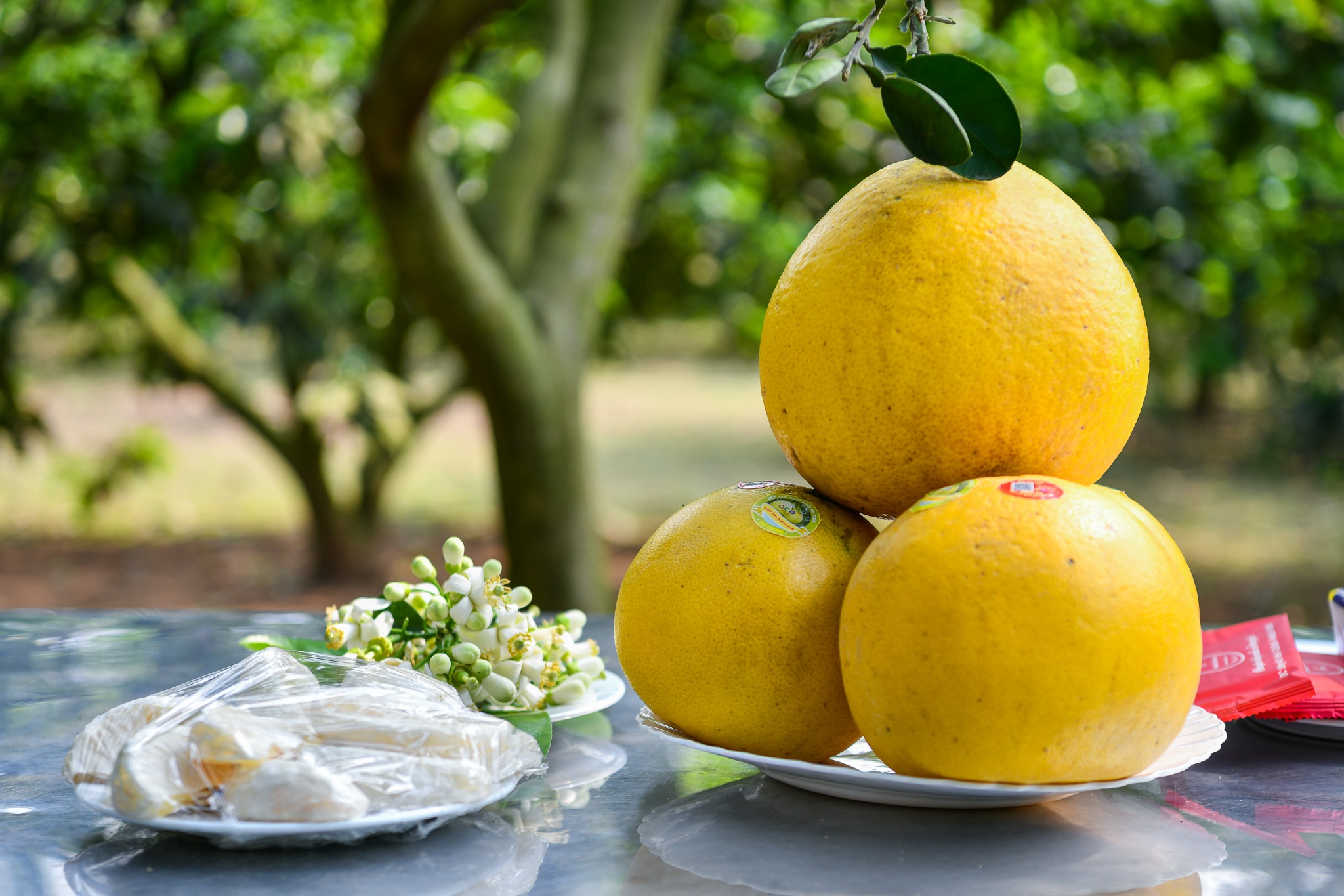 hop tac Viet My anh 8