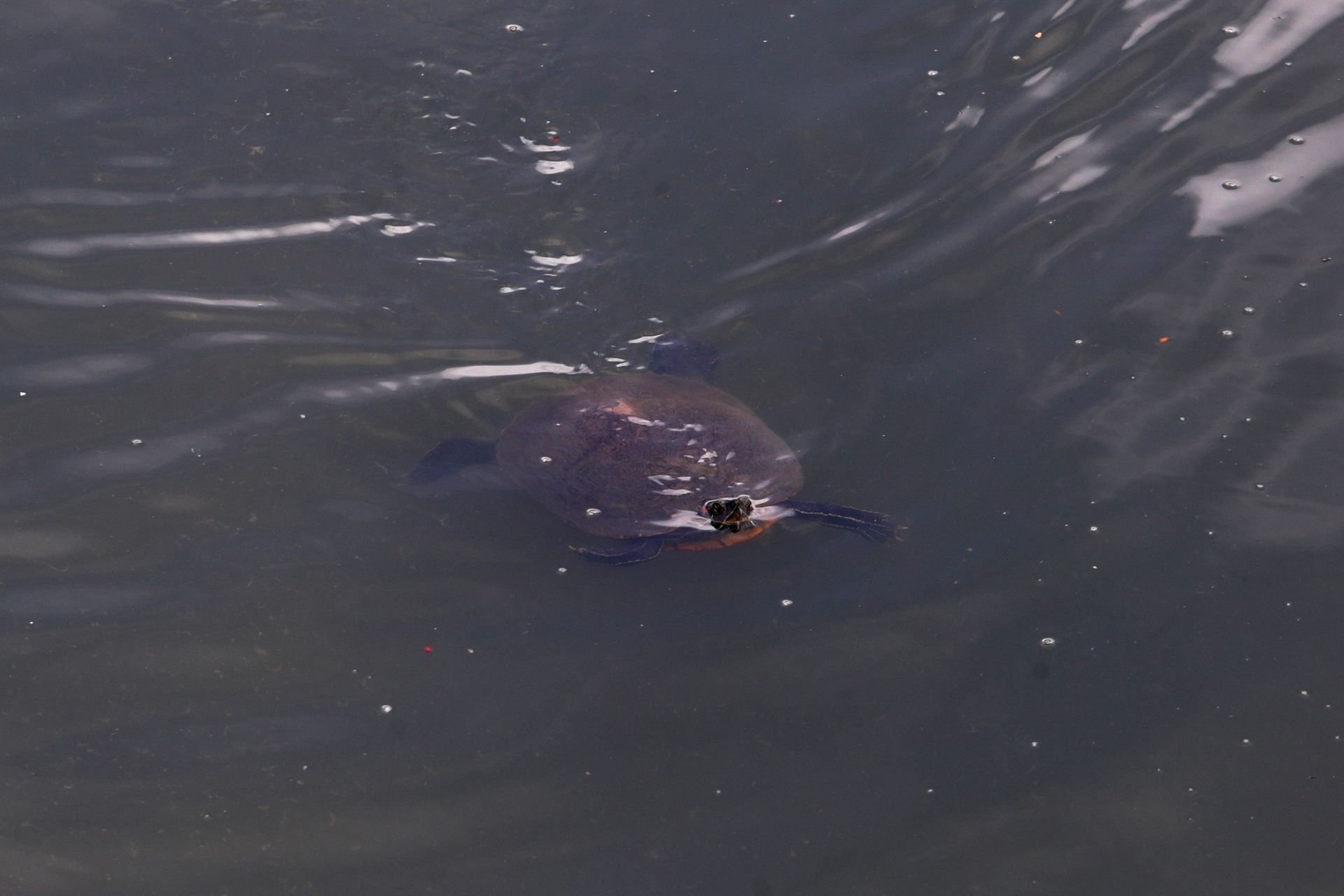 dong vat quay tro lai Pinheiros anh 7