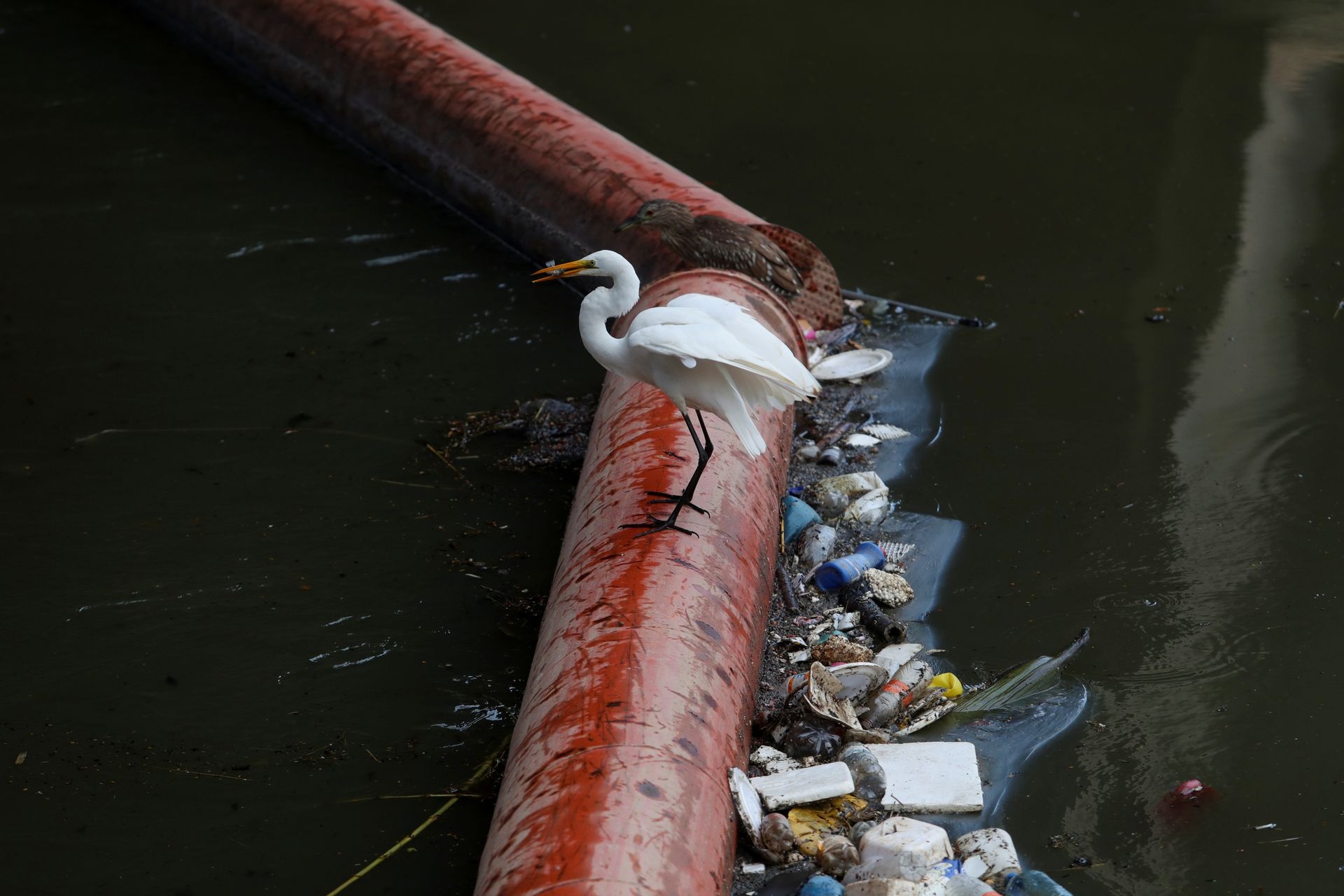 dong vat quay tro lai Pinheiros anh 1
