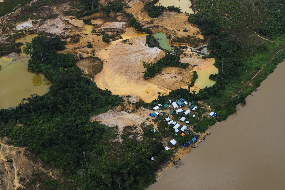 tho dao vang tan pha rung Amazon anh 5