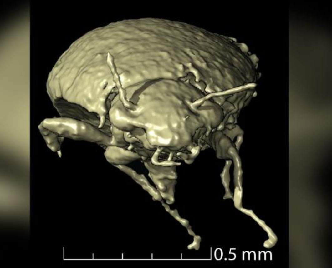 Tim thay bau vat trong hoa thach phan khung long hinh anh