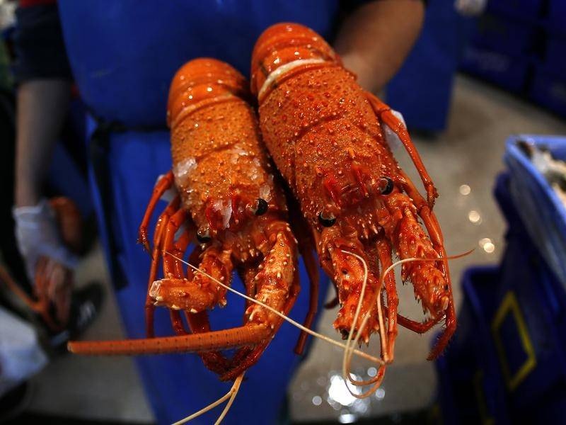 Nguoi Trung Quoc 'khat' tom hum Australia hinh anh