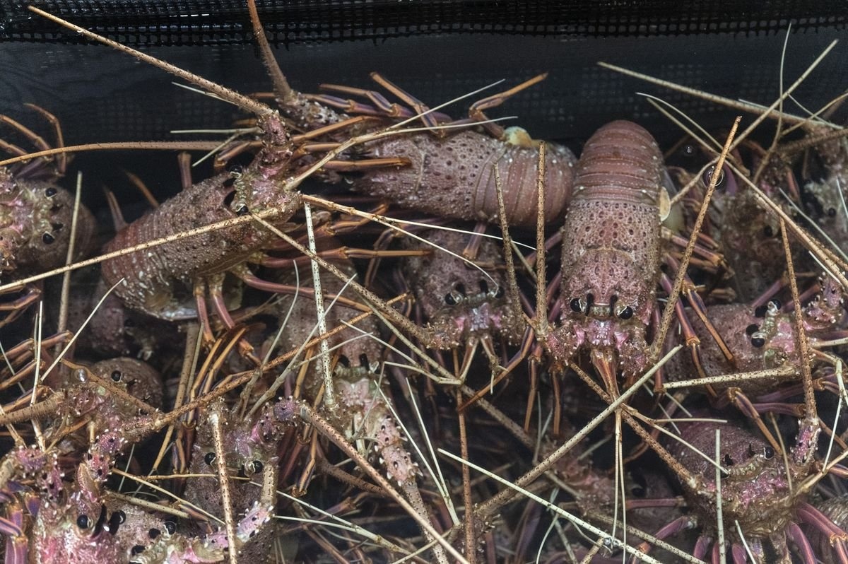 Cang thang ngoai giao Trung Quoc Australia anh 1