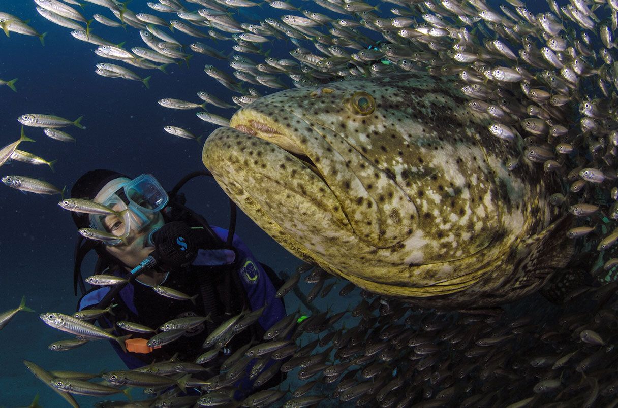 Cam bien co dinh giam sat doi song sinh vat bien anh 3