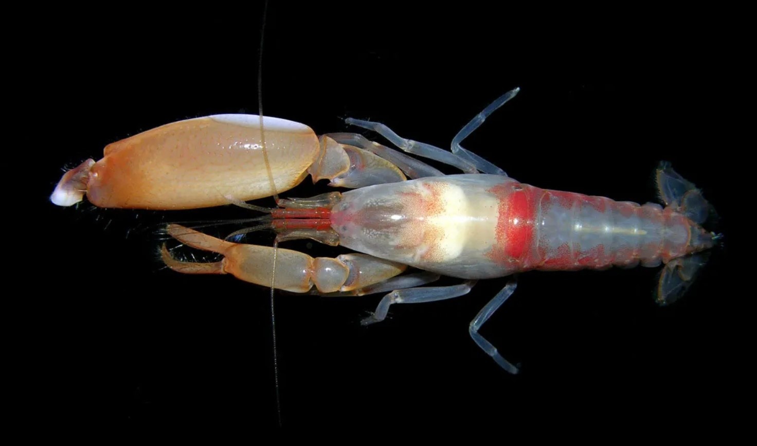 Cam bien co dinh giam sat doi song sinh vat bien anh 4