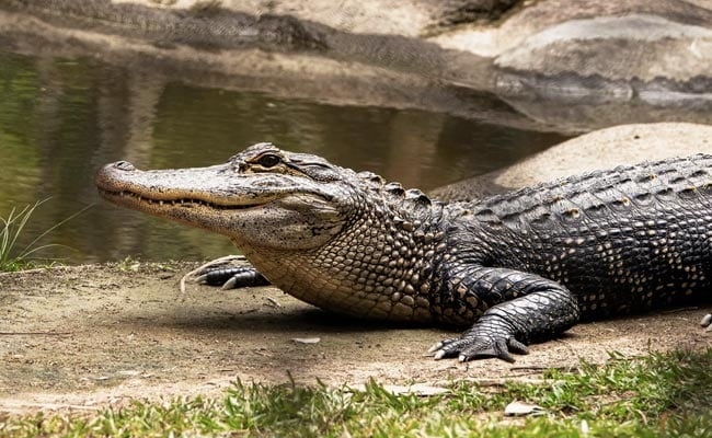 Ket hon voi ca sau anh 1