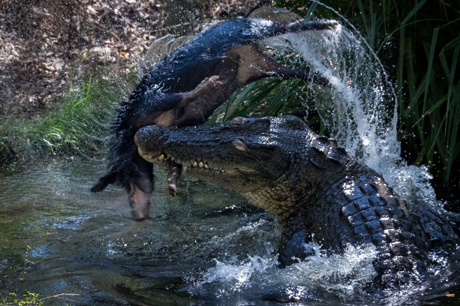 Vi cuu tinh bat ngo cua ca sau Australia hinh anh