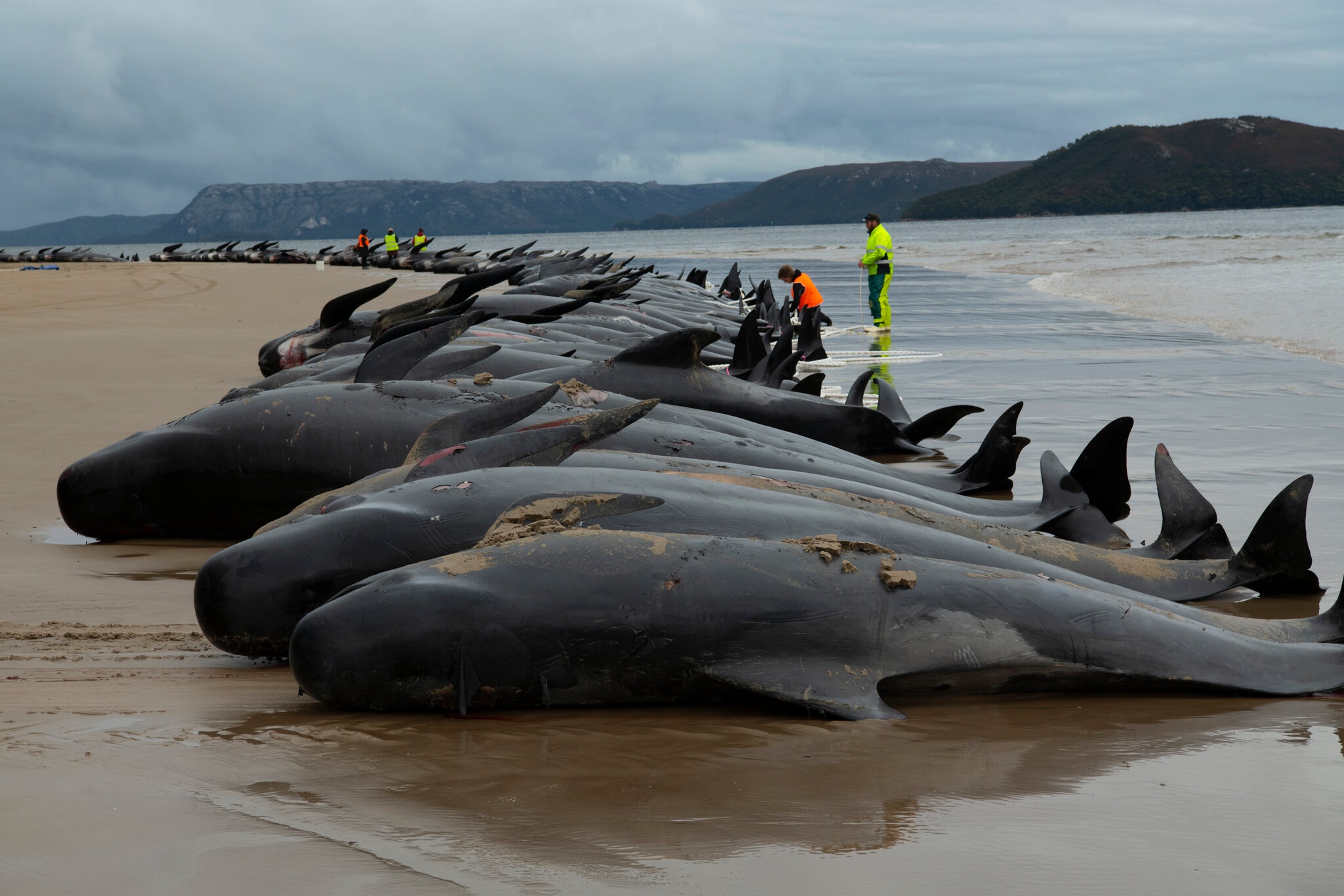 Ca voi mac can Tasmania anh 1