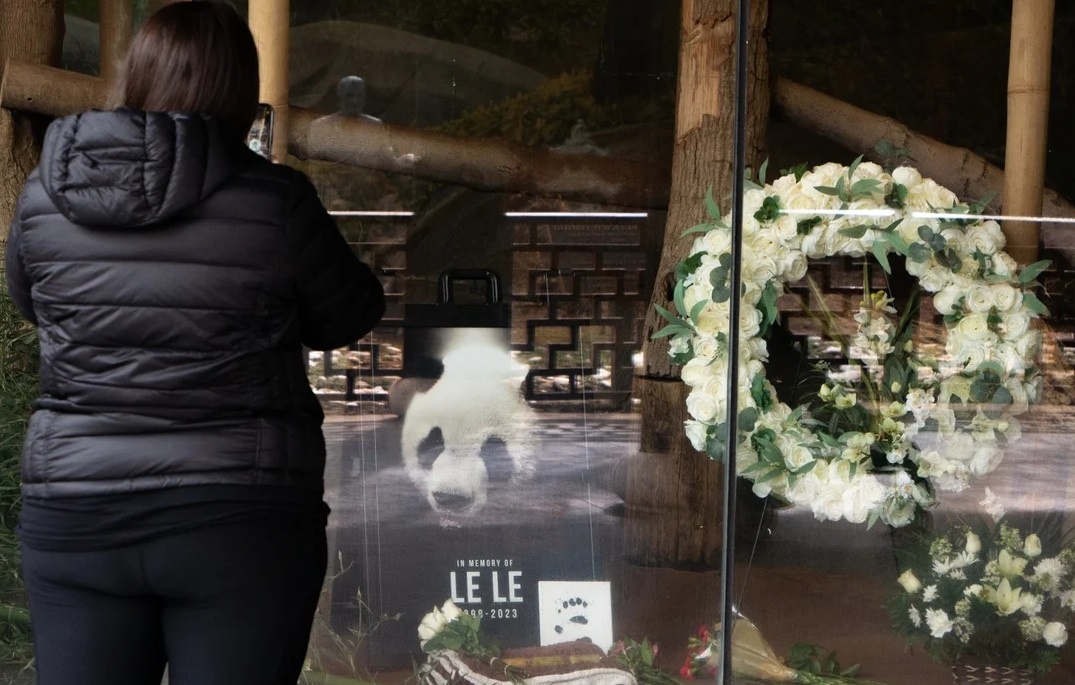 Trung Quoc dieu tra cai chet dot ngot cua gau truc Le Le hinh anh