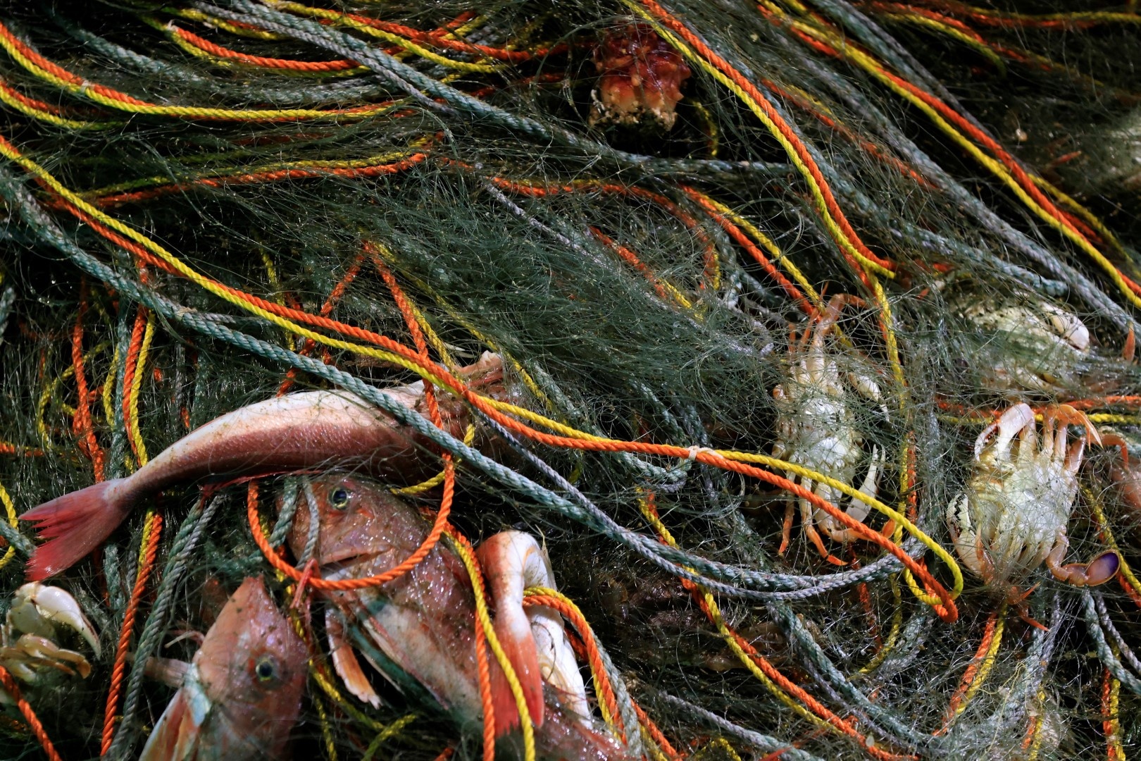 Tham hoa Fukushima anh 4