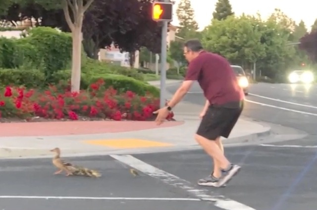 Bi tong chet khi dan dan vit con qua duong hinh anh