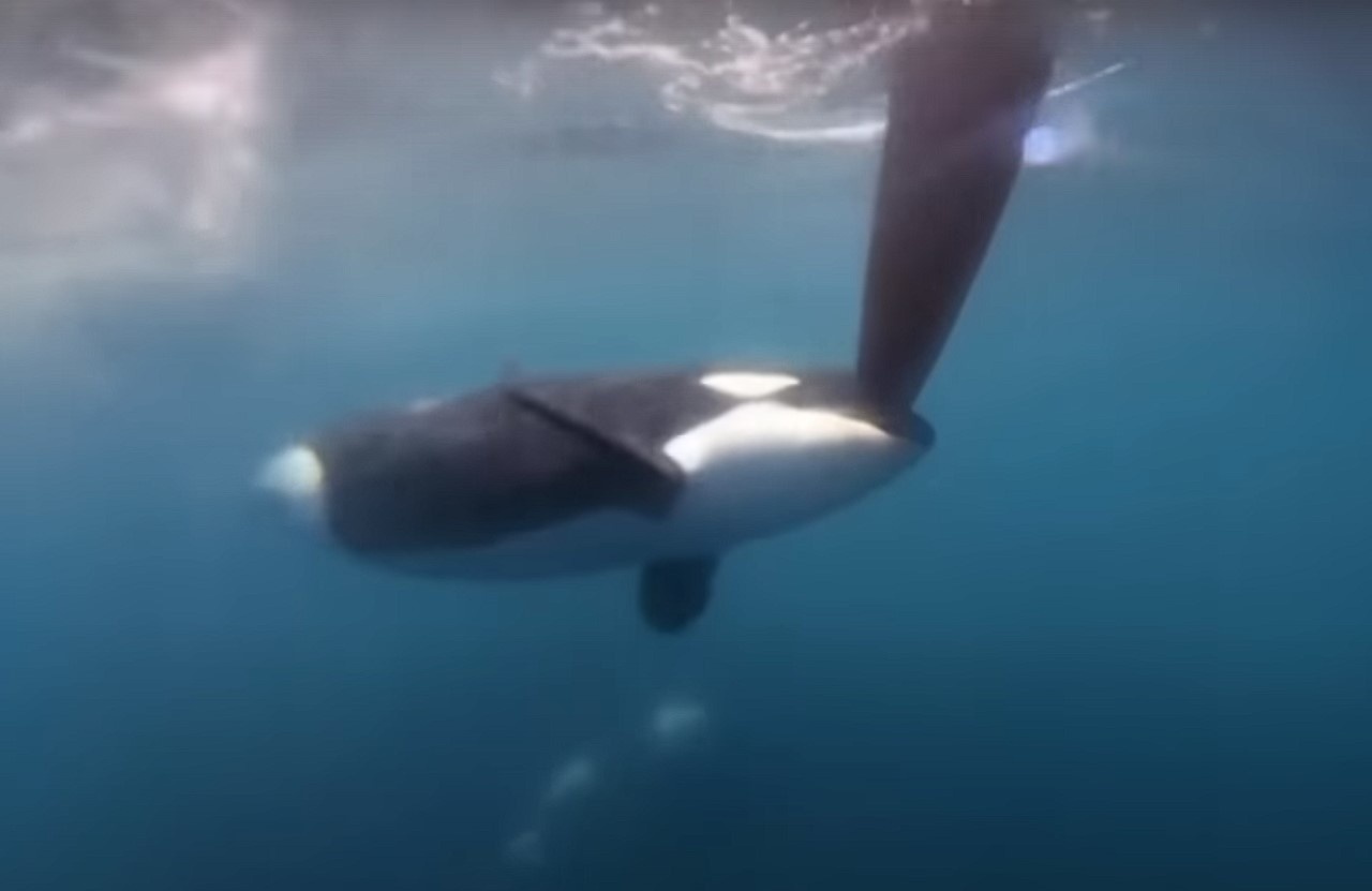 Khoanh khac ca voi sat thu tan cong du thuyen hinh anh