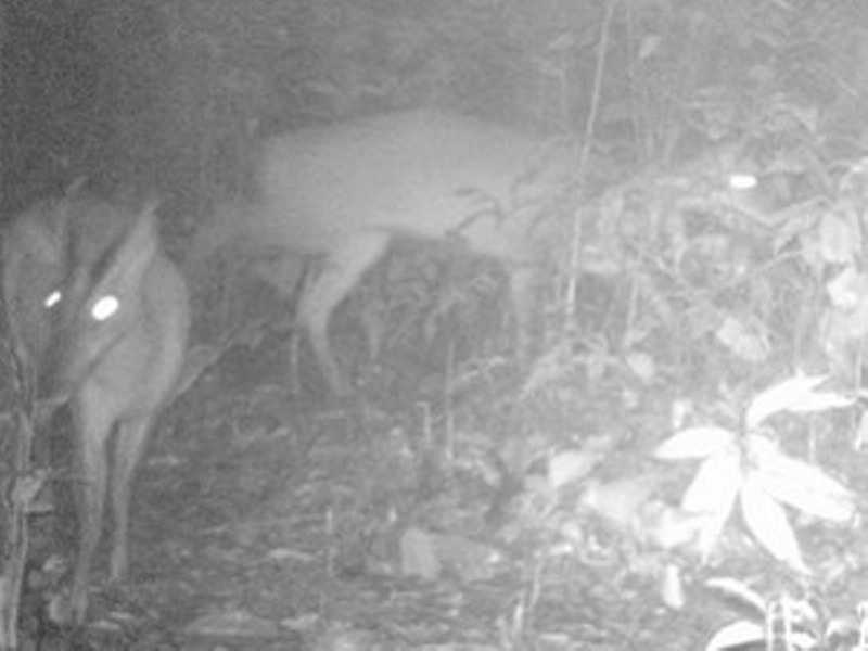 Loai thu nghi tuyet chung bat ngo xuat hien o Thanh Hoa hinh anh