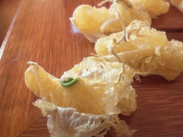 Sau hai tháng bị để quên, bên trong những quả cam này hạt đã nảy mầm.