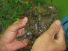 Phat hien con ba ba co mai hinh mat nguoi hinh anh