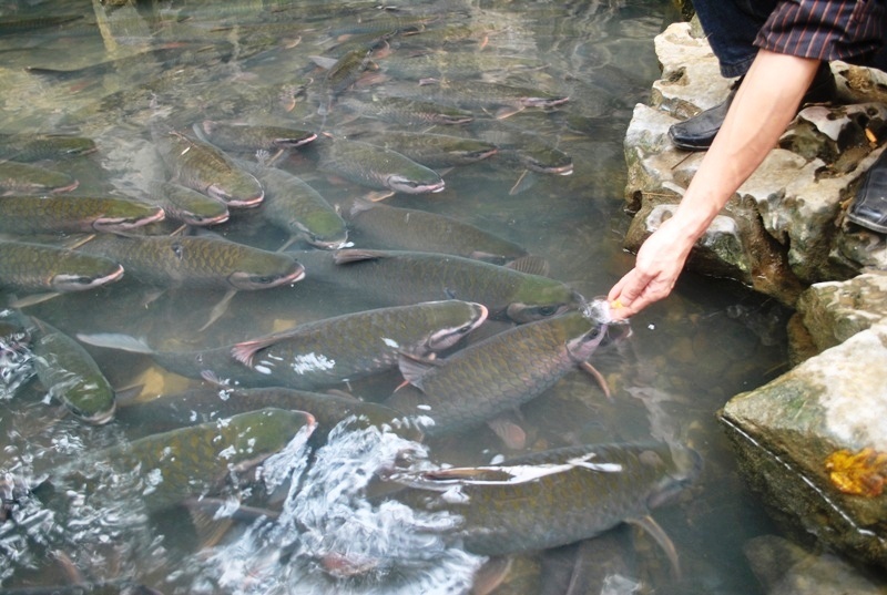 Đàn cá thần ở suối Cẩm Lương.