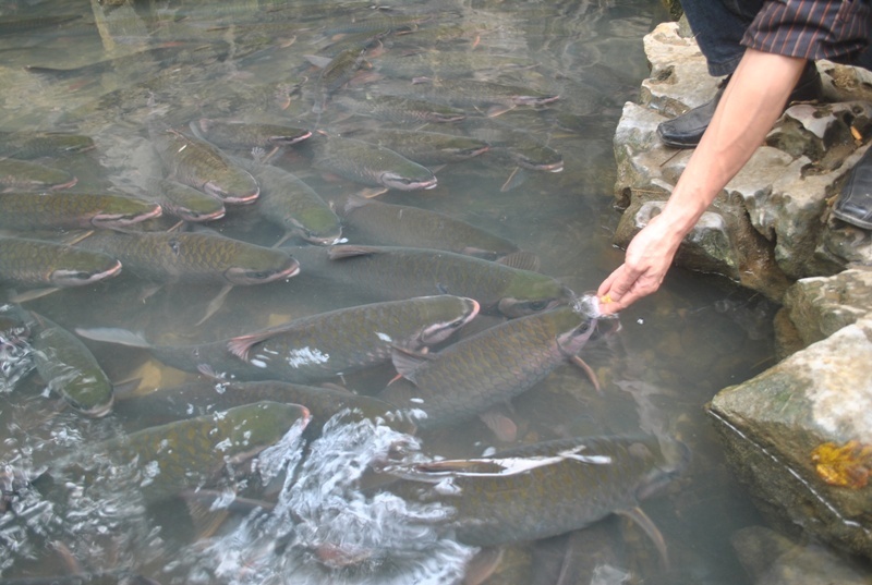 Nhung suoi ca o Thanh Hoa hinh anh