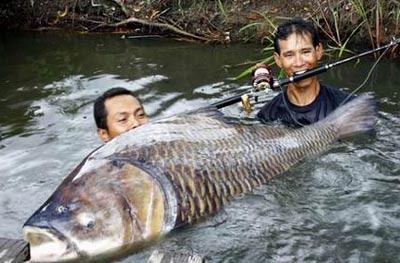 Nhung lan vat lon, bat ca dau dan o ho Cua Dat hinh anh