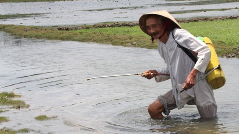 Mọi công việc trong gia đình từ canh tác hơn 1ha ruộng và chăm sóc mẹ già đều dồn lên đôi vai ông Đức.