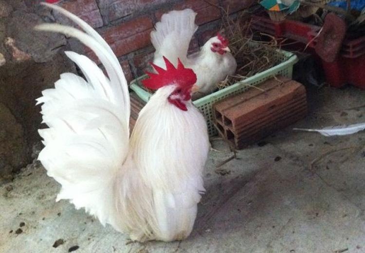 Thu choi ga tre hinh anh