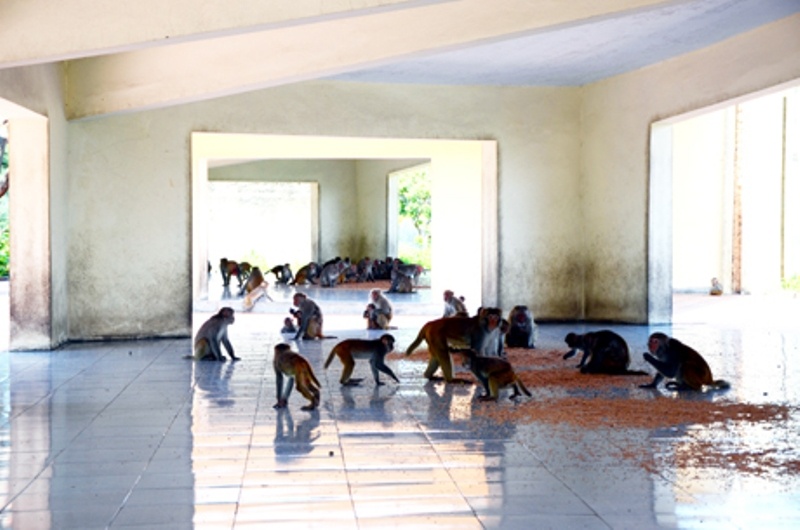 “Nhà ăn” của những chú khỉ ở “Hoa quả sơn”.