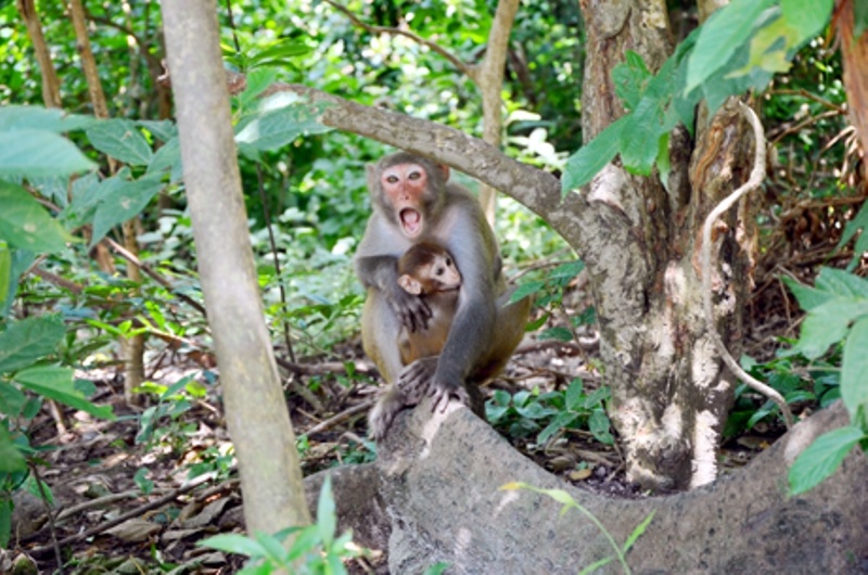 Den tham 'Hoa qua son' o Bai Tu Long hinh anh