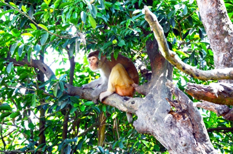 Chú khỉ đầu đàn đang làm nhiệm vụ cảnh giới.