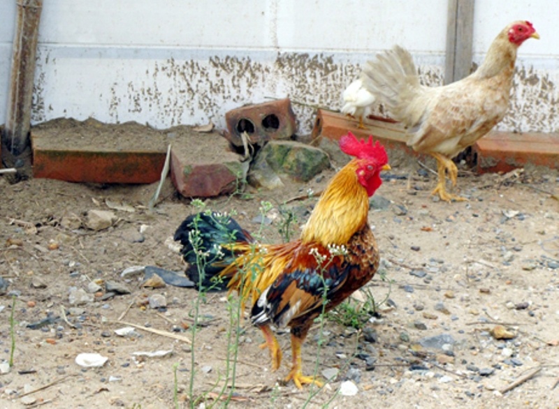 Gà tre ở gia đình anh Lưu Hà (thị trấn Mạo Khê, Đông Triều).