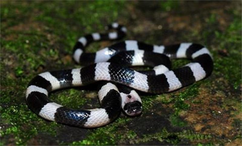 Ran doc bo len giuong can chet nguoi hinh anh