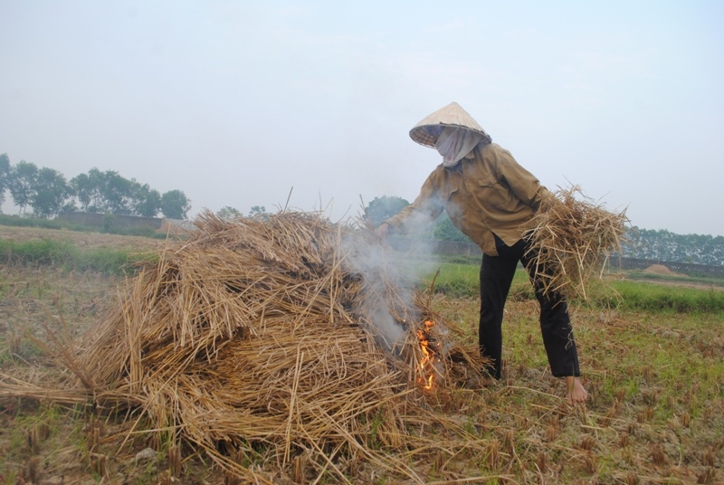 Ở nhiều nơi trên cả nước, bà con nông dân vẫn còn có tập quán đốt rơm rạ trên ruộng lúa (hay còn gọi là đốt đồng) trước khi đi vào vụ mới, nhất là vụ lúa tiếp theo vụ đông xuân. Nông dân thường tranh thủ đốt đồng sớm để sạ vụ lúa xuân hè, không làm đất (sạ chay đốt đồng) hoặc sạ lấp vụ (vụ thu đông). Việc đốt rơm rạ gia tăng trong những năm gần đây do giá nấm rơm sụt giảm, người làm nấm rơm không ngó ngàng đến việc thu mua rơm rạ của nông dân nên chúng trở thành gánh nặng cho bà con vì nếu gặp phải mưa trong lúc chưa giải phóng hết rơm rạ thì việc làm đất và giống trở nên phức tạp.