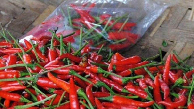 Những trái ớt tươi ngon