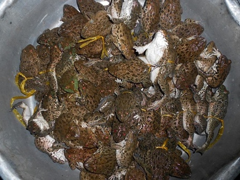 Thành quả một đêm soi ếch.