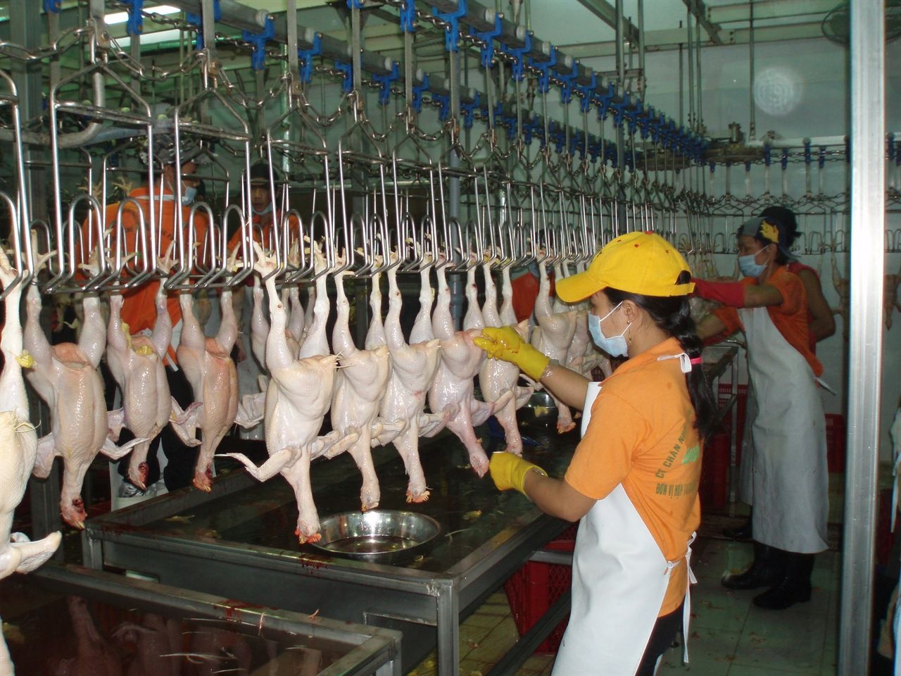 Cong nghe bien ga gay thanh ga beo chi sau 10 giay hinh anh