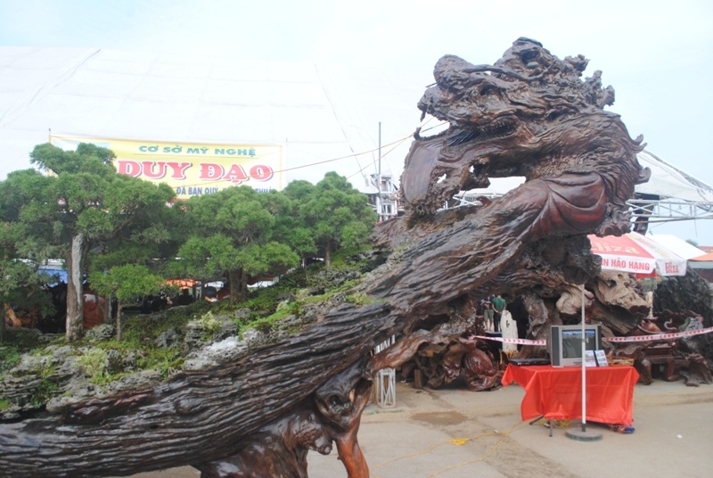 Chau cay dang rong doc nhat vo nhi gia gan 10 ty dong hinh anh