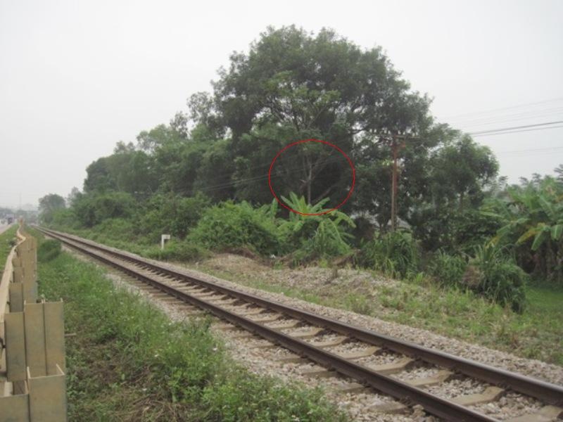 Nam thanh nien treo co tu tu tren cay xoai hinh anh